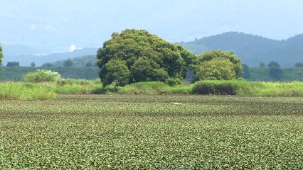 [영상] 생명 다양성의 보고 우포늪의 여름 / YTN