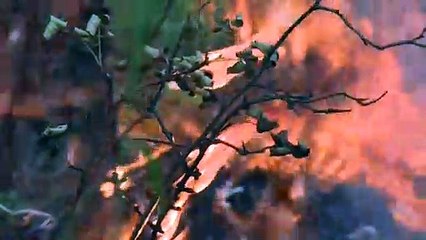 Incendios en Siberia no dan tregua