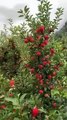 Mashallah beautiful apples garden