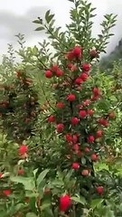 Mashallah beautiful apples garden