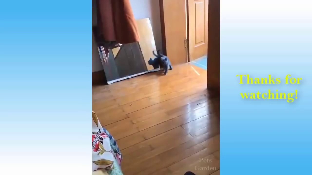 Cute Pets And Funny Animals Compilation #1