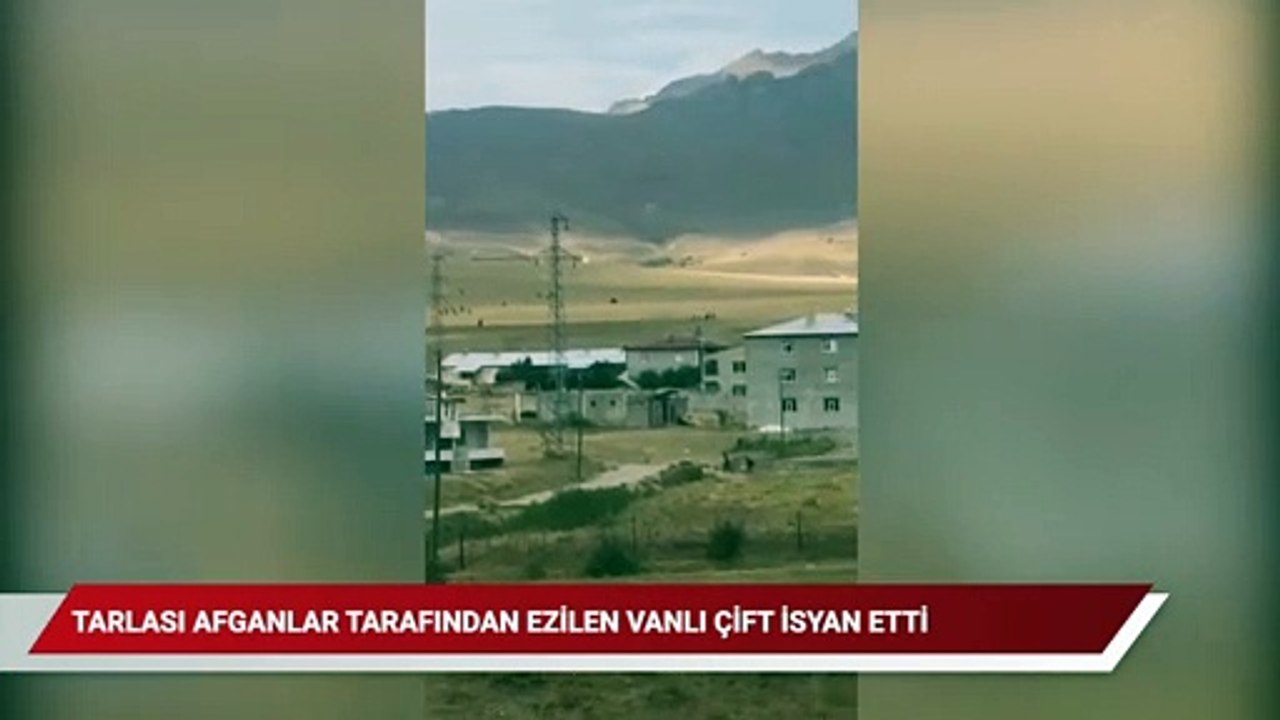 Tarlası Afganlar tarafından ezilen Vanlı çiftçi feryat etti: Kardeşim buğday bırakmadılar, arpa bitti ya arpa!