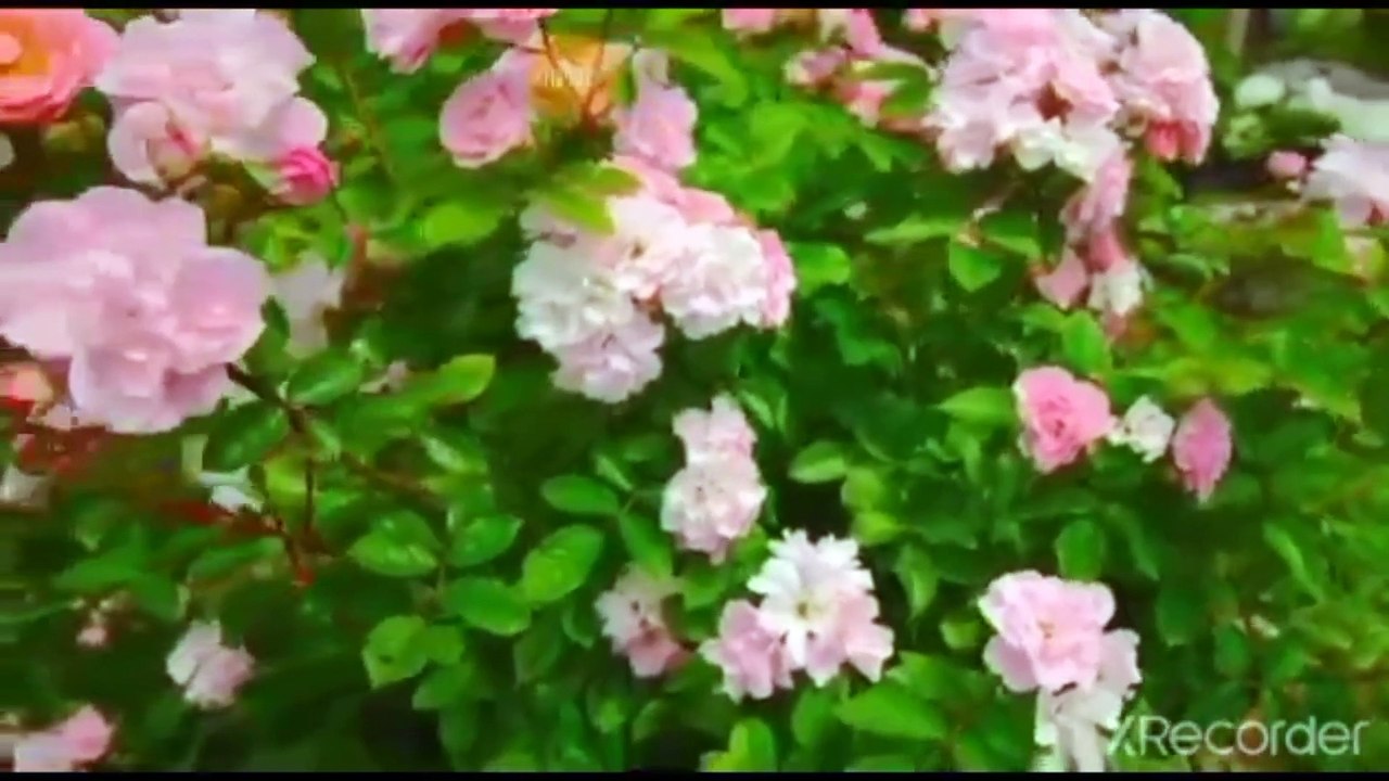 نقي قلبك العلم يكتشف في جناح البعوضه شفاء