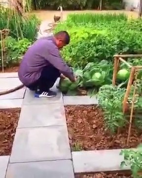 how to cultivate vegetables at home easiest way to grow Vegetables at Home Small space gardening