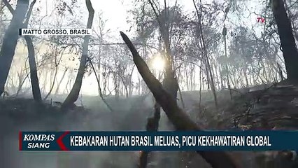 Kebakaran Hutan Brazil Meluas, Picu Kekhawatiran Global
