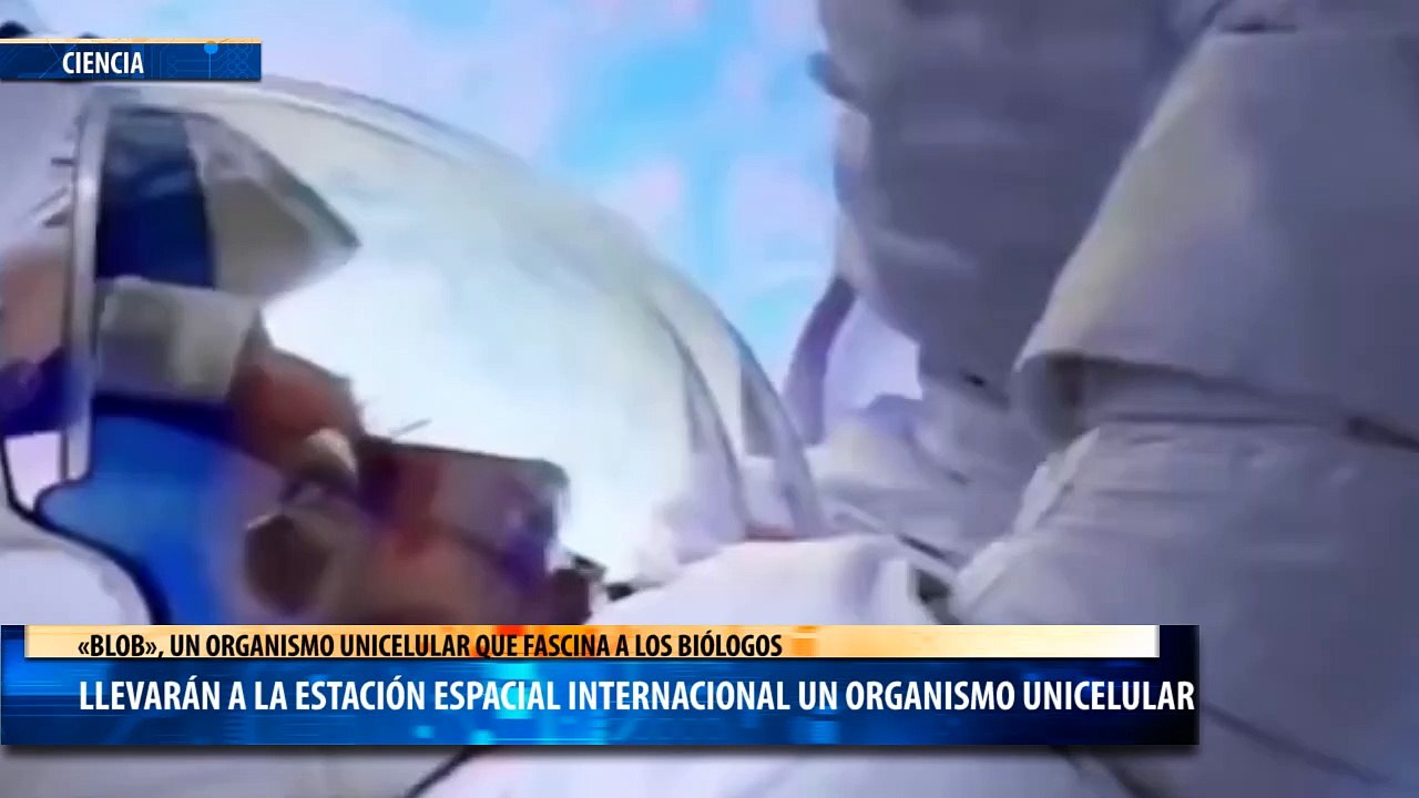 Espacio: llevarán a la Estación Espacial Internacional un organismo unicelular que fascina a los biólogos