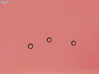 Microswimmers release single filaments into surrounding fluid