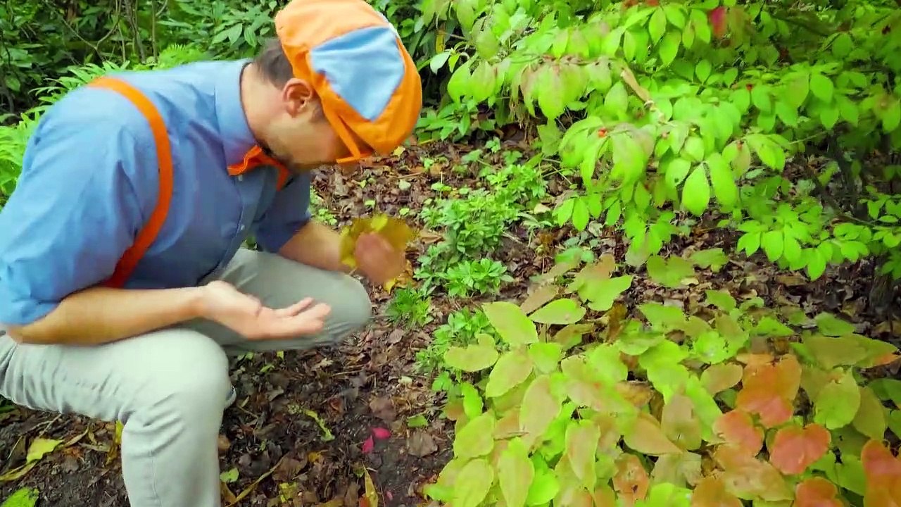 Aprende los colores con Blippi | aprende con blippi | Aprender los Colores