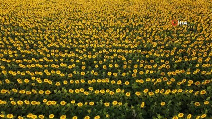 Ayçiçeği tarlalarının mest eden güzelliği