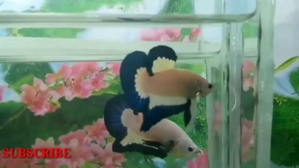 Jangan sampai keliru!!! Cara membedakan bluerim dengan marbel