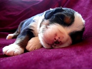 Femelle rouge et verte 2 semaine de vie(www.lesbernois.com)