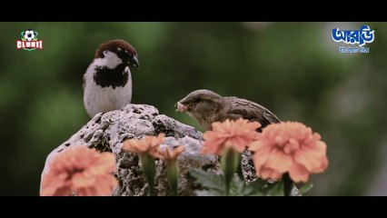 MAAYER DAAK  TAHSAN  TAWSIF  JOVAN  MAMO  FARIN  PAYEL DILARA ZAMAN  BANNAH  EID NATOK