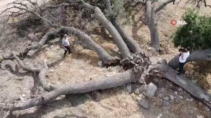 3 asırlık ağaca kimse dokunamıyor