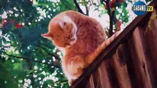 Beautiful and Funny Cats Video Series compilation #14 | Cute Cats Collection Pets & Animals #Shorts