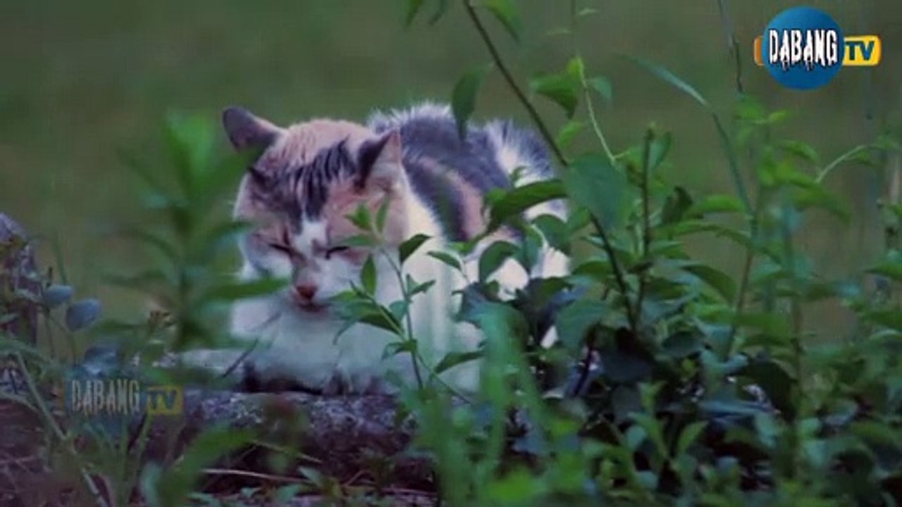 Beautiful and Funny Cats Video Series compilation #15 | Cute Cats Collection Pets & Animals #Shorts