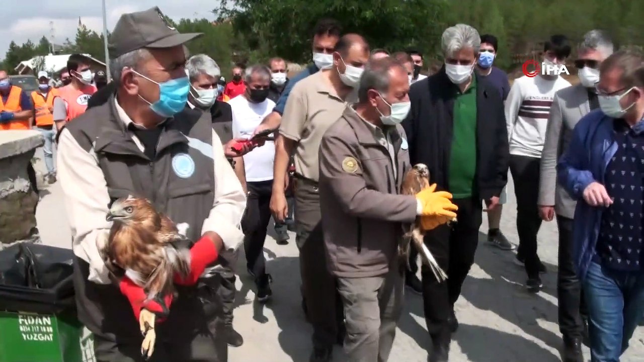 Yaralı 2 kızıl şahin ve baykuş tekrardan doğaya salındı