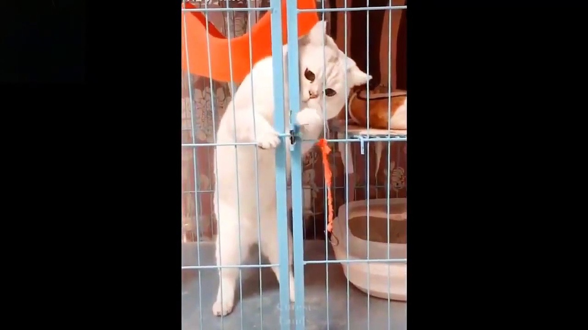 ⁣Funny and Cute Pets