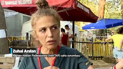 Orman yangınında yaralanan hayvanlar Sahra Hastanesinde sağlığına kavuşuyor