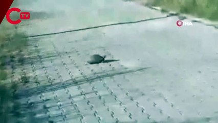 Ziftte bulanmış kaplumbağa temizlenerek doğaya salındı