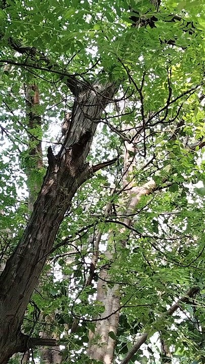 Loud Squirrel Sounds In Tree | Kingdom Of Awais