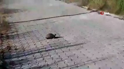 Ziftten temizlenen kaplumbağa doğaya salındı