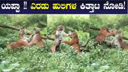 ನಾಗರಹೊಳೆಯ ಈ ದೃಶ್ಯ ಮೈ ಜುಮ್ಮ್ ಅನ್ನಿಸುತ್ತೆ! | Oneindia Kannada