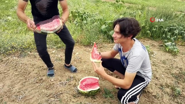Üniversite öğrencisinin yetiştirdiği organik karpuzlara büyük talep
