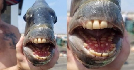 Un poisson avec une incroyable dentition humaine a été pêché, aux États-Unis