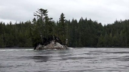 Île flottante ou illusion ?