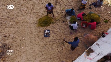 समुद्री ककड़ी के पीछे क्यों पड़े हैं अवैध शिकारी