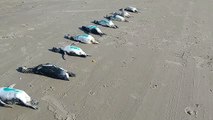 Mais de 50 pinguins mortos são encontrados  no Sul de SC