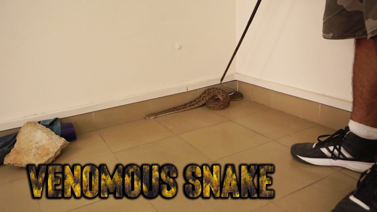 'PIPE-and-BAG Method - Easy + Safe Way to Catch a Venomous Snake Without Touching it'