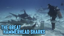 'Awe-Inspiring Close-Up Shots of The Great Hammerhead Sharks Swimming in the Waters Around Bimini, Bahamas'