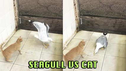 'FEARLESS Seagull STEALS Cat's Food Right IN FRONT of it'