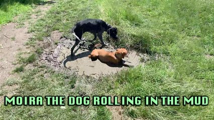 'Playful Dog Enjoying herself While Rolling in the Mud'