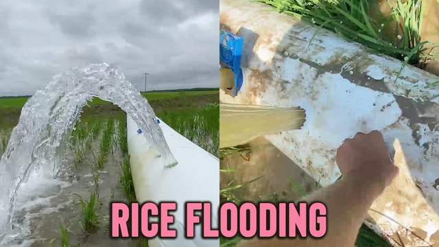 'This Creative Way of Supplying Water to Rice Crops is the True Example of 'Work Smart, Not Hard''