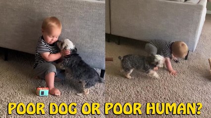 'When Bae Doesn't Pay Attention to You | Adorable Pup gets Ignored by Toddler '