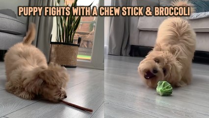 'Playful Puppy Fights with a Chew Stick & Broccoli'
