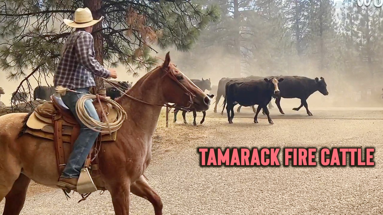 'Tamarack Fire Forces Cattle Drive (July 18, 2021)'