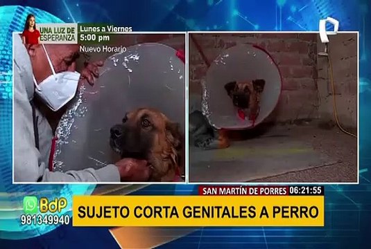 Maltrato animal: desalmado corta los genitales a un perro en SMP