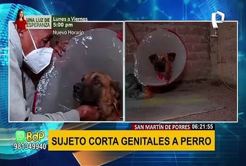 Maltrato animal: desalmado corta los genitales a un perro en SMP