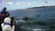 شاهد: عودة الدلافين إلى سواحل لشبونة بعد انخفاض التلوث نتيجة كوفيد