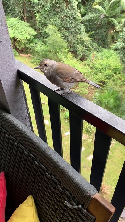 Singing Bird Performs for Person
