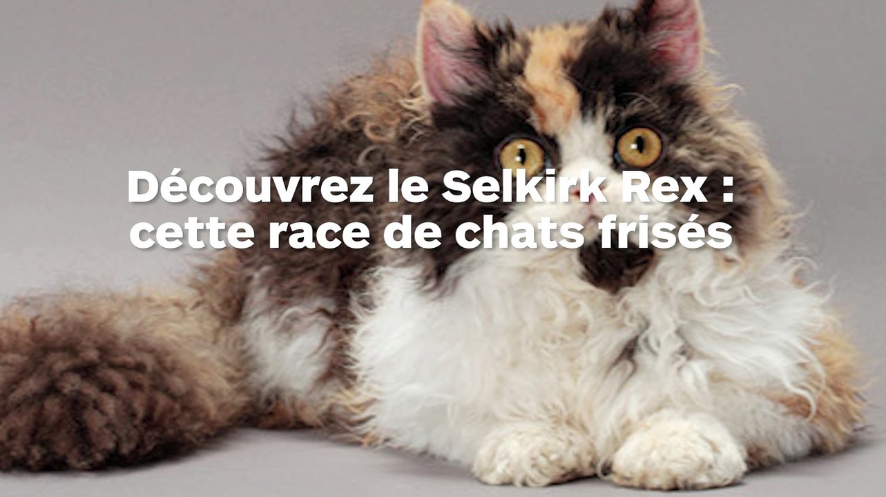 Cette race de chats frisés comme des moutons va vous faire craquer