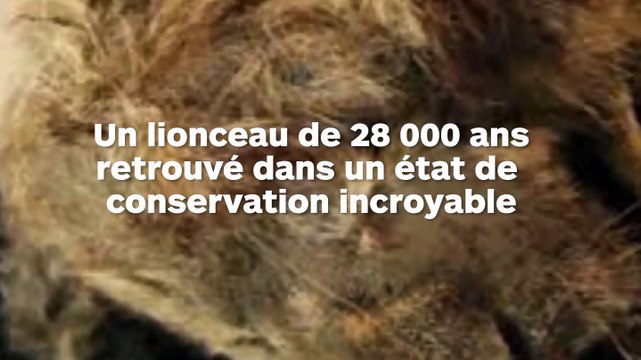 Le lionceau Sparta découvert dans la glace est vieux de 28 000 ans mais est en très bon état de conservation