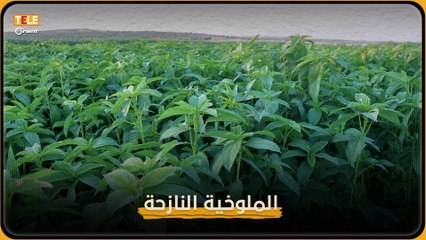 “زراعة نزحت مع أهلها”: الملوخية تزين أرض الشمال وتحقق مكسباً وفيراً للمزارعين.. ما المشاكل التي تواجهها؟