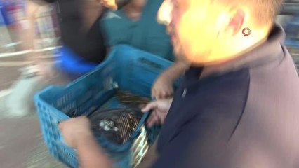 Önceki gün ölen caretta başında ağlamıştı, bugün hayata tutunan caretta için ağladı