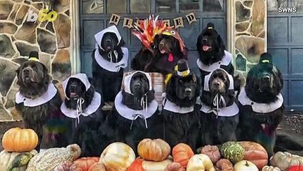 Télécharger la video: Must See! This Pack of 9 Newfoundlands Dresses Up in Costume for All Occasions