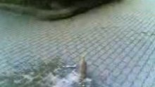 Super mentos