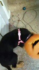 Pumpkin Headed Puppy